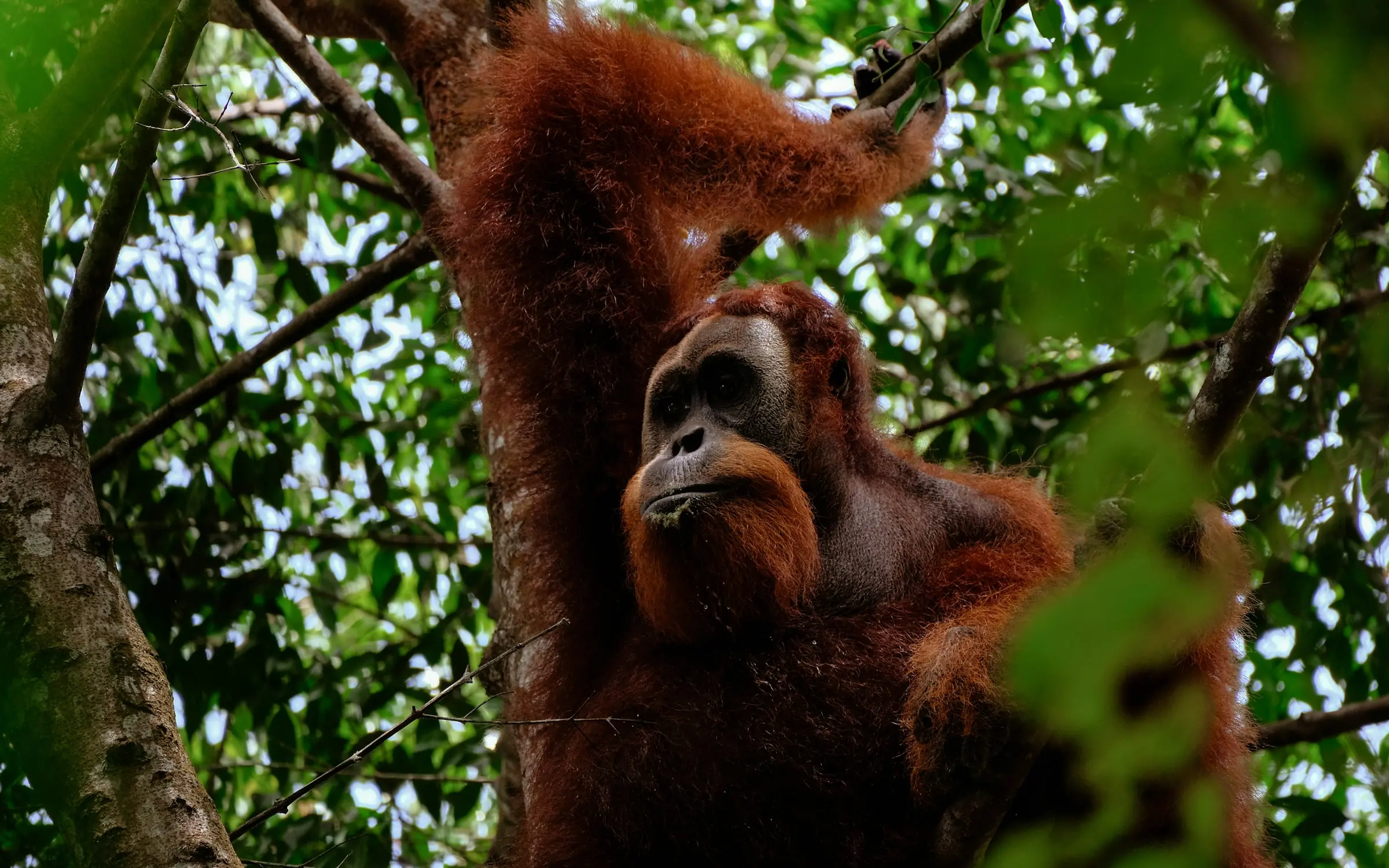 Ein wilder Orang-Utan ruht hoch oben im Regenwald